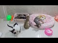 You Laugh You Lose😹Funniest Dogs and Cats 2024🐕😻🐈