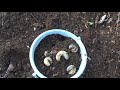 We collected a large number of beetle larvae and put them in a bucket.