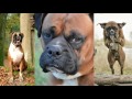 Dogs 101 - BOXER - Top Dog Facts About the BOXER