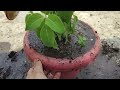 Tulsi plant ko report krny ka asan tarika or best soil mixture   // best time kon sa ha