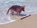 Bosco, the lovely german shepherd, brave, swims  in the sea. Pastor aleman valiente nada en mar