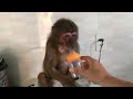 Monkey Ni is still very funny and adorable