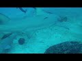 Shark Dive Jupiter Florida July 2019