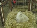 Pygora goat going through the actual birthing process