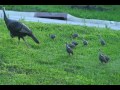 Baby turkeys