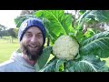 First Winter Homestead Harvest | Harvest vegetables with us!