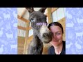 Donkey Rescued from Killing Pen Becomes Close Friends with Humans | Cuddle Donkeys