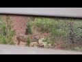 Deer.  Cedar Crest, New Mexico