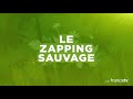 The mating of snakes, so glamorous - ZAPPING SAUVAGE