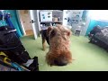 Skipper's 3rd Year Montage (Airedale)