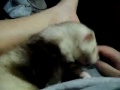 Lucky the ferret, getting scratched