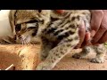 The First Creative Method Tiger Trap Using Deep Hole And Wood Working100%