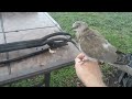 Ringy the tame dove.