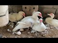 Raising Millions Of Muscovy Ducks And Harvesting Muscovy Duck Eggs