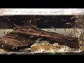 Green Dragon Pleco Spawn