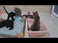 CLASSIC Dog and Cat Videos🐈😻🐈1 HOURS of FUNNY Clips🤣#