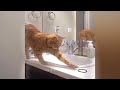 The Most Dramatic Dogs and cats are Waiting for You here!😼🐶FUNNIEST Animal Videos 2024😺