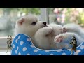 Healing Dog Music - Music For Puppy To Sleep | Separation Anxiety Music for Dog Relaxation