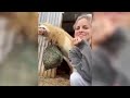funny animal videos