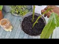 How to propagation of bay leaf plant | Hobbyist garden UK 2024