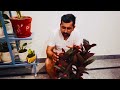 रबर के पौधे को सुंदर और देखभाल कैसे करे #gardeningpointds #rubberplant #viralvideo