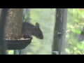 MOUSE 2 ; bird feeder thief