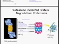 Protein Sorting and Degradation