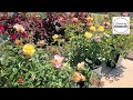 Rose Flower Carpet® Amber (Ground Cover Rose) / Sweetly Scented, Disease Resistant & Easy to Grow