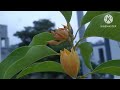 shenbagam plant care in tamil/champa plant care tips