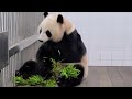 잠자는 내실의 공주 아이바오와 전할시 미공개 클립 panda clip