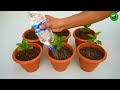 How to grow apple tree from seeds at home 🍎 growing apple tree from seeds