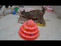 Funniest Cats And Dogs Videos😁- Best Funny Animal Videos 2024🤣