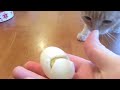 Life Hack, How To Peel An Egg