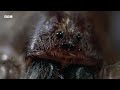 Subterranean Spiders Survive in Total Darkness | South Pacific | BBC Earth