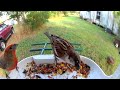 Wosports Bird Feeder Camera June 2-6, 2024