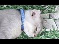 CLASSIC Dog and Cat Videos😁1 HOURS of FUNNY Clips😻