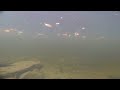 Largemouth bass tinkers creek gopro underwater