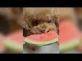 The FUNNY ANIMALS videos 😂 Funniest CATS 😹 and DOGS 🐶 2024