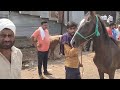 Baby horses wholesalers Yousuf bhai Gujarat wale laaye saste ghode ke bachche in Yeola ghoda Mandi