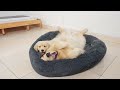 Golden Retriever Puppy Occupying Brother's Bed and Refuses To Leave