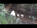 Baby Ducks & their Moma on the lake looking for food.