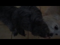 Milo and Otis slo-mo eating. Great tongue action!