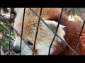Cuteness Overload! The RED PANDA At The Mill Mountain Zoo! #animals #wildlife #cute #cuteanimals