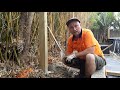 HOW TO REMOVE BAMBOO ROOTS FROM THE GROUND