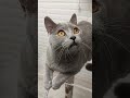 ENTREVISTA AL GATO DE LLADOS!!!😽EL GATO DE LLADOS.