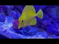 Beautiful Yellow Tang Fish in my Saltwater Aquarium!! Yellow tang fish, saltwater fish, Reef Tank
