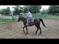 16 yo lesson horse