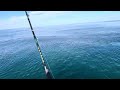 Basking Shark - Maine