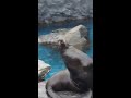 Fur Seals at Mystic Aquarium