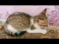 Little Cute Kittens Activity #cat #kitten